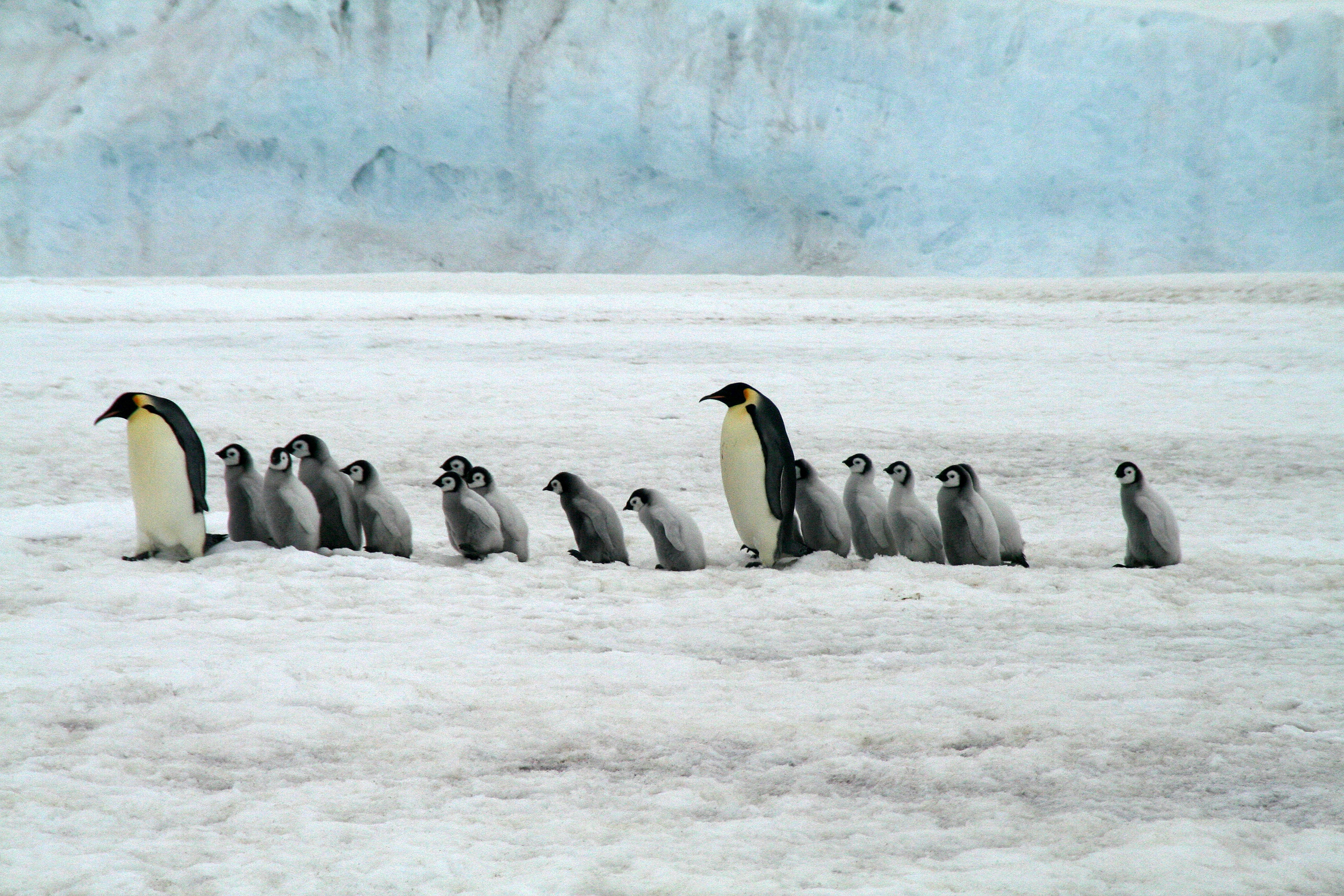 Wild Emperor Penguins in Antarctica